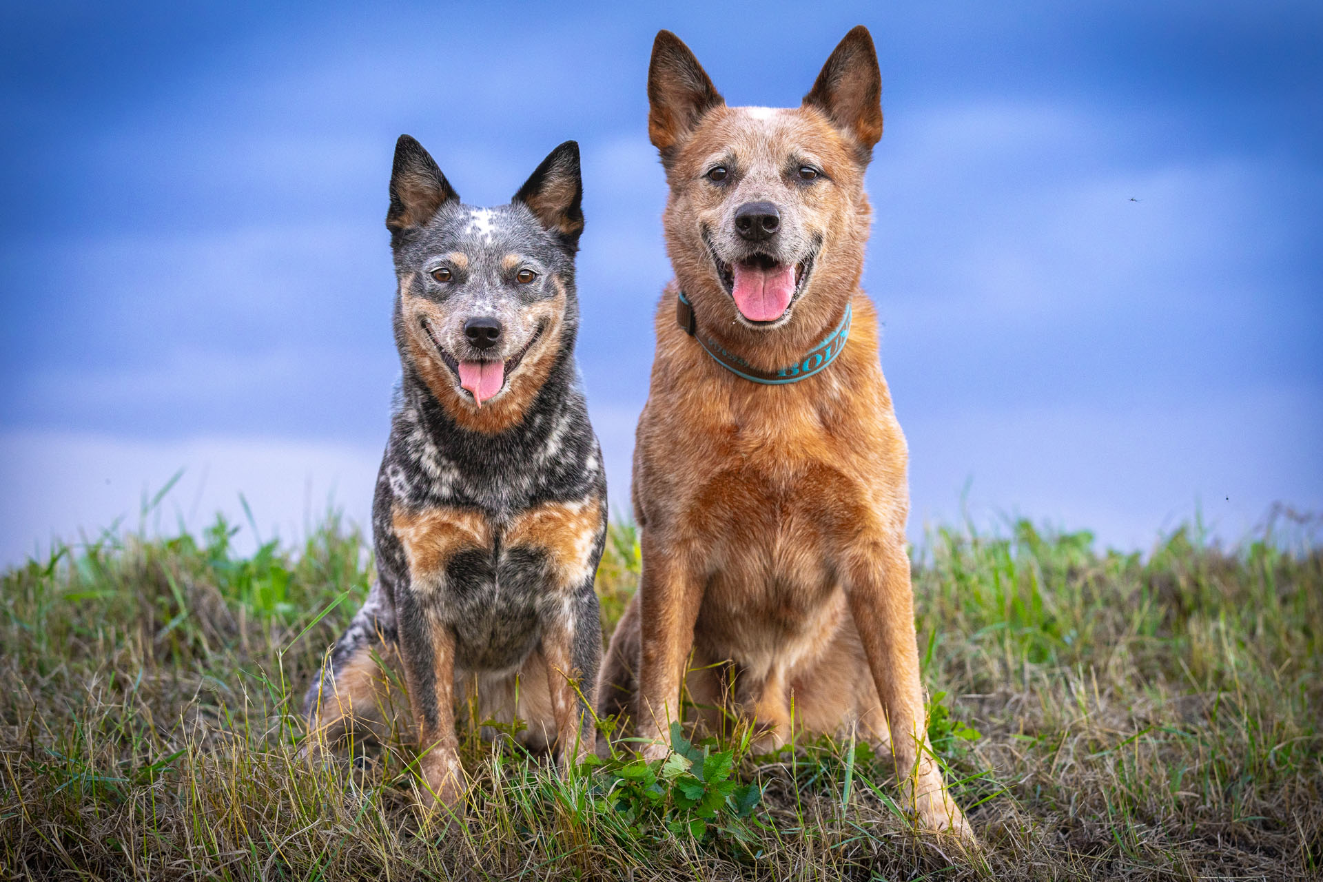 Warum Chaotenhunde…?