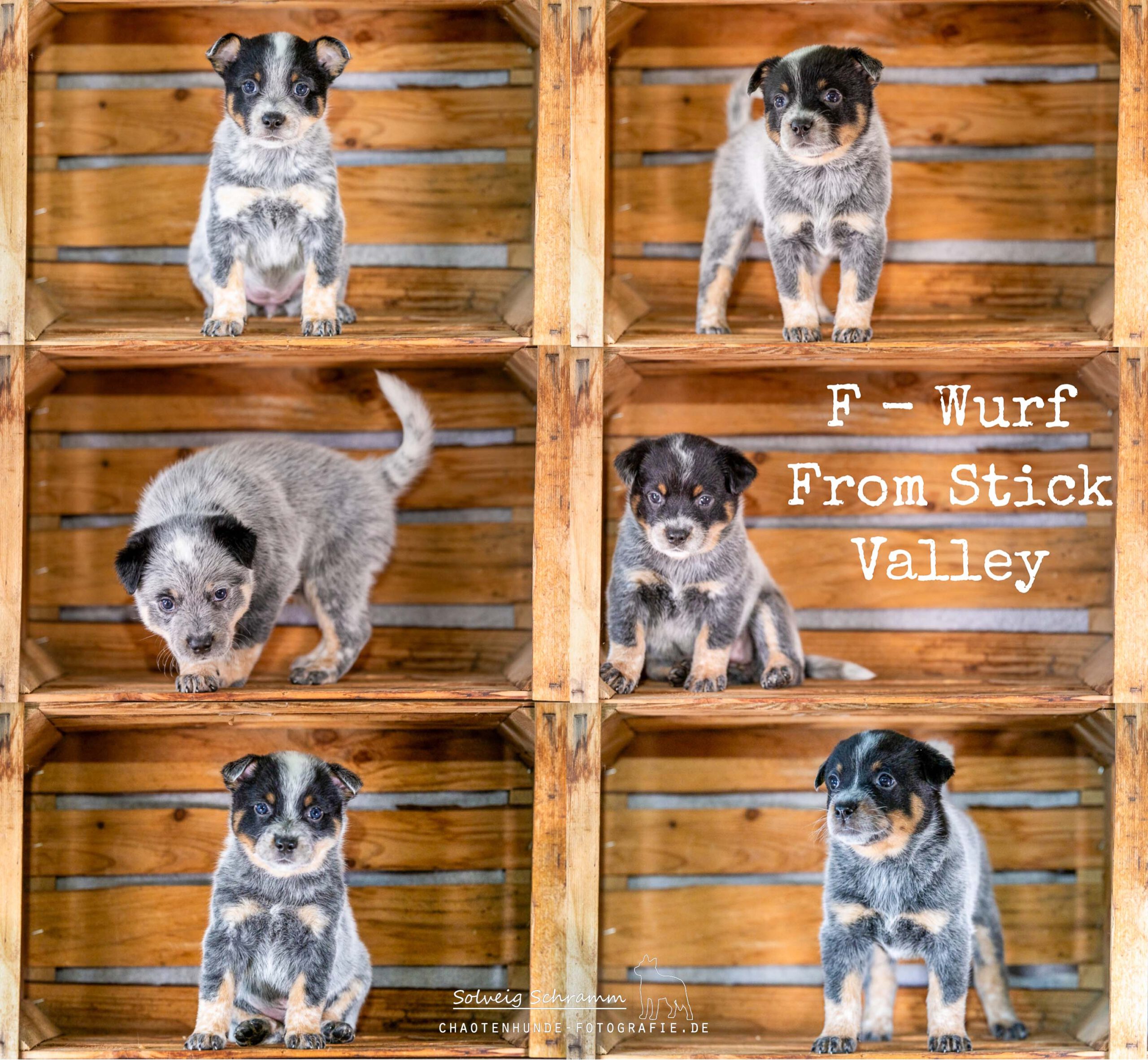 Cattledogs „from Stick Valley“ F-Wurf